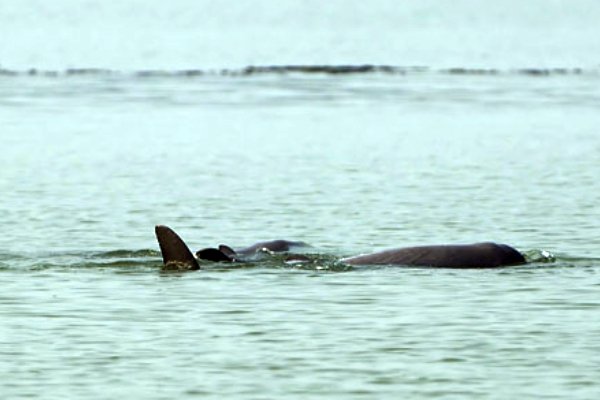 Satapada Dolphin Guide | Top Travel Agency in Puri